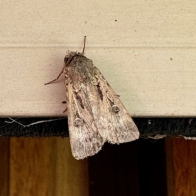 Agrotis munda (Brown Cutworm) at GG182 - 21 Oct 2023 by KMcCue