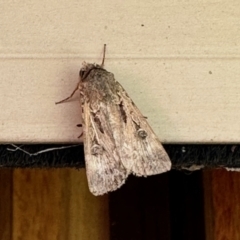 Agrotis munda (Brown Cutworm) at GG182 - 21 Oct 2023 by KMcCue