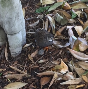 Synoicus chinensis at Caboolture, QLD - suppressed