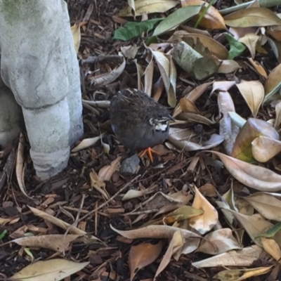 Synoicus chinensis (King Quail) at Caboolture, QLD - 21 Oct 2023 by JimL