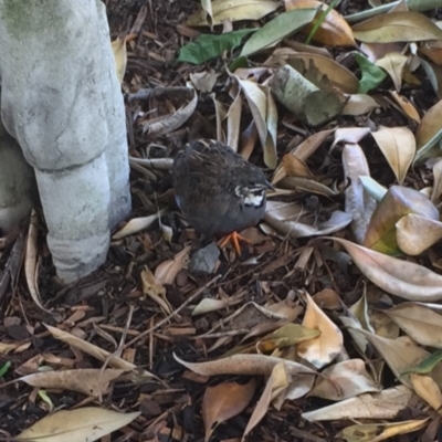 Synoicus chinensis (King Quail) at Caboolture, QLD - 20 Oct 2023 by JimL