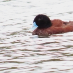 Oxyura australis (Blue-billed Duck) at Upper Stranger Pond - 21 Oct 2023 by BenW