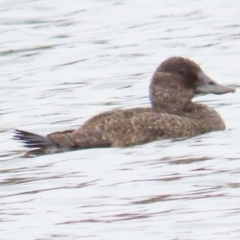 Oxyura australis at Isabella Plains, ACT - 21 Oct 2023