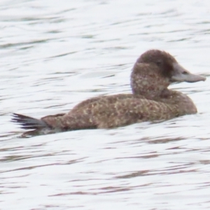 Oxyura australis at Isabella Plains, ACT - 21 Oct 2023 01:40 PM