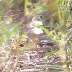 Cinclosoma punctatum (Spotted Quail-thrush) at Lower Cotter Catchment - 21 Oct 2023 by BenW