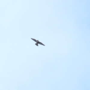 Falco peregrinus at Symonston, ACT - 21 Oct 2023