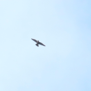 Falco peregrinus at Symonston, ACT - 21 Oct 2023 02:06 PM