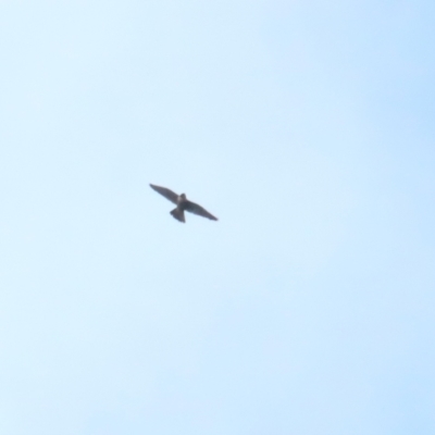 Falco peregrinus (Peregrine Falcon) at Symonston, ACT - 21 Oct 2023 by BenW