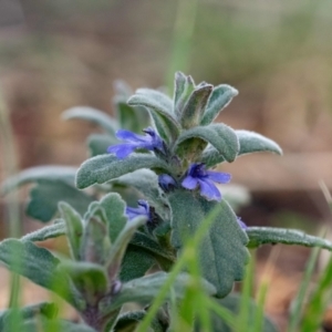 Ajuga australis at Higgins, ACT - 7 Oct 2023 04:22 PM