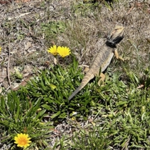 Pogona barbata at Aranda, ACT - 20 Oct 2023