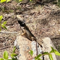 Pogona barbata at Aranda, ACT - 20 Oct 2023