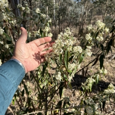 Olearia lirata (Snowy Daisybush) at Greenway, ACT - 18 Sep 2023 by dwise