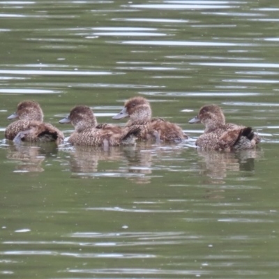 Oxyura australis (Blue-billed Duck) at Isabella Plains, ACT - 21 Oct 2023 by RodDeb