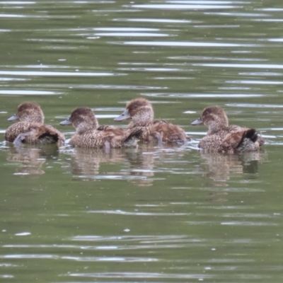 Oxyura australis (Blue-billed Duck) at Isabella Plains, ACT - 20 Oct 2023 by RodDeb