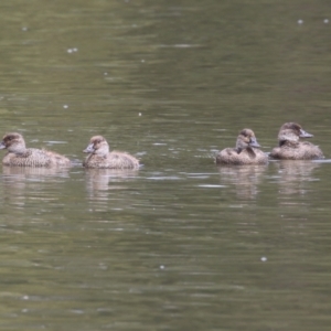 Oxyura australis at Isabella Plains, ACT - 21 Oct 2023 10:47 AM