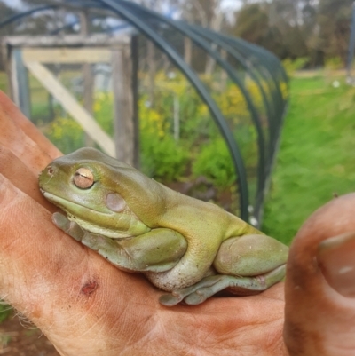 Litoria caerulea (Green Tree Frog) at Mongarlowe River - 22 Oct 2022 by RichardMilner