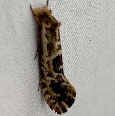 Moerarchis inconcisella (A tineid moth) at QPRC LGA - 20 Oct 2023 by SteveBorkowskis