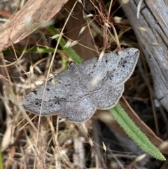 Taxeotis intextata (Looper Moth, Grey Taxeotis) at Molonglo River Reserve - 21 Oct 2023 by SteveBorkowskis