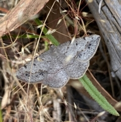 Taxeotis intextata (Looper Moth, Grey Taxeotis) at Belconnen, ACT - 21 Oct 2023 by SteveBorkowskis