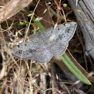 Taxeotis intextata at Belconnen, ACT - 21 Oct 2023