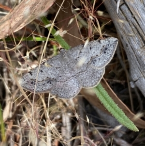 Taxeotis intextata at Belconnen, ACT - 21 Oct 2023 02:36 PM