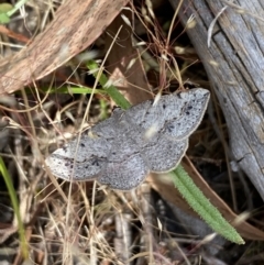 Taxeotis intextata at Belconnen, ACT - 21 Oct 2023 02:36 PM