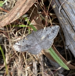 Taxeotis intextata at Belconnen, ACT - 21 Oct 2023