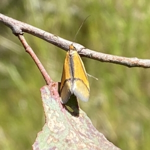 Philobota undescribed species near arabella at Belconnen, ACT - 21 Oct 2023