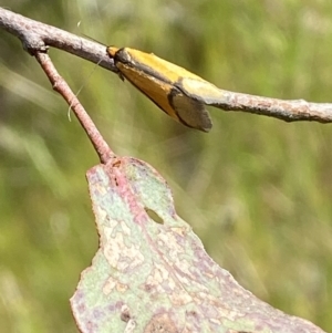 Philobota undescribed species near arabella at Belconnen, ACT - 21 Oct 2023