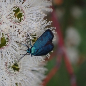 Pollanisus (genus) at Murrumbateman, NSW - 21 Oct 2023