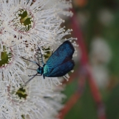 Pollanisus (genus) (A Forester Moth) at Murrumbateman, NSW - 21 Oct 2023 by SimoneC