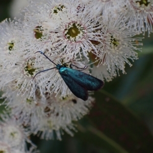 Pollanisus (genus) at Murrumbateman, NSW - 21 Oct 2023