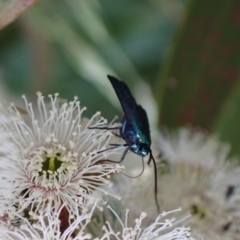 Pollanisus (genus) at Murrumbateman, NSW - 21 Oct 2023