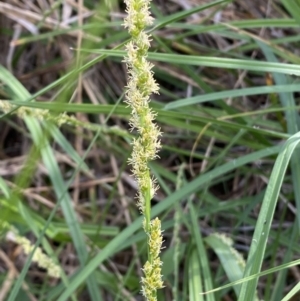 Carex incomitata at Belconnen, ACT - 21 Oct 2023 02:56 PM