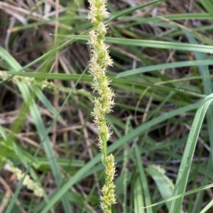 Carex incomitata at Belconnen, ACT - 21 Oct 2023