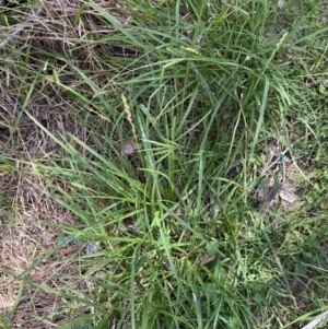 Carex incomitata at Belconnen, ACT - 21 Oct 2023