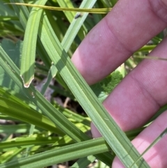 Carex incomitata at Belconnen, ACT - 21 Oct 2023 02:56 PM