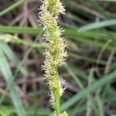 Carex incomitata at Belconnen, ACT - 21 Oct 2023