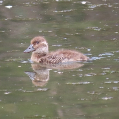 Oxyura australis (Blue-billed Duck) at Isabella Plains, ACT - 20 Oct 2023 by RodDeb