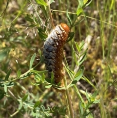 Pterolocera amplicornis (An Anthelid moth) at Belconnen, ACT - 21 Oct 2023 by SteveBorkowskis