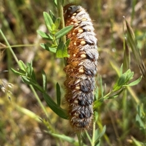 Pterolocera amplicornis at Belconnen, ACT - 21 Oct 2023