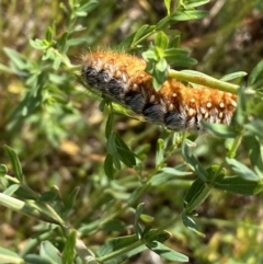 Pterolocera amplicornis at Belconnen, ACT - 21 Oct 2023