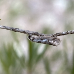 Eusemocosma pruinosa (Philobota Group Concealer Moth) at Lower Molonglo - 21 Oct 2023 by SteveBorkowskis