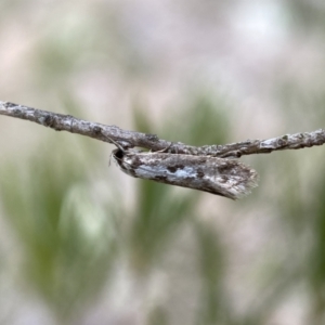 Eusemocosma pruinosa at Belconnen, ACT - 21 Oct 2023 02:48 PM