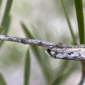 Eusemocosma pruinosa at Belconnen, ACT - 21 Oct 2023