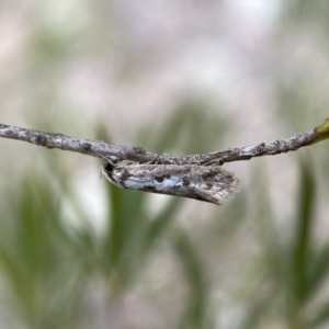 Eusemocosma pruinosa at Belconnen, ACT - 21 Oct 2023