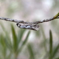 Eusemocosma pruinosa at Belconnen, ACT - 21 Oct 2023 02:48 PM