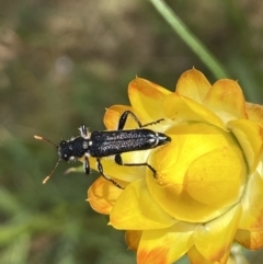 Eleale simplex (Clerid beetle) at Molonglo River Reserve - 21 Oct 2023 by SteveBorkowskis