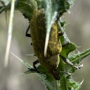 Larinus latus at Belconnen, ACT - 21 Oct 2023