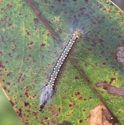 Uraba lugens (Gumleaf Skeletonizer) at Lower Molonglo - 21 Oct 2023 by SteveBorkowskis